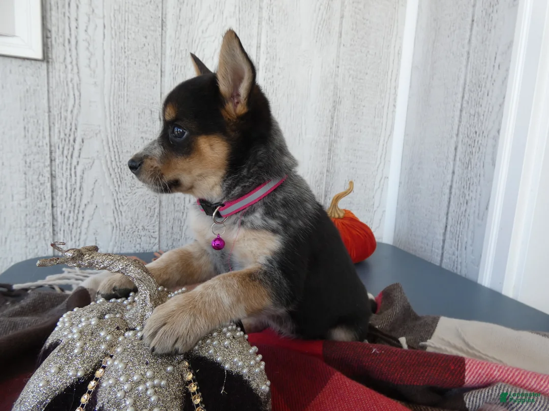 Australian Cattle Dog dogs for sale: Australian Cattle Dog 7 Lynette - Ad 2