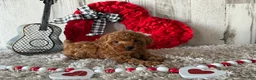 Toy Poodle dogs for sale: Uno - Ad 1