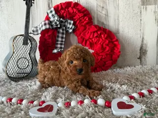 Toy Poodle dogs Uno - Ad 20
