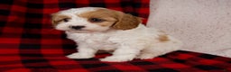 Cavapoo dogs for sale: Sadie - Ad 5