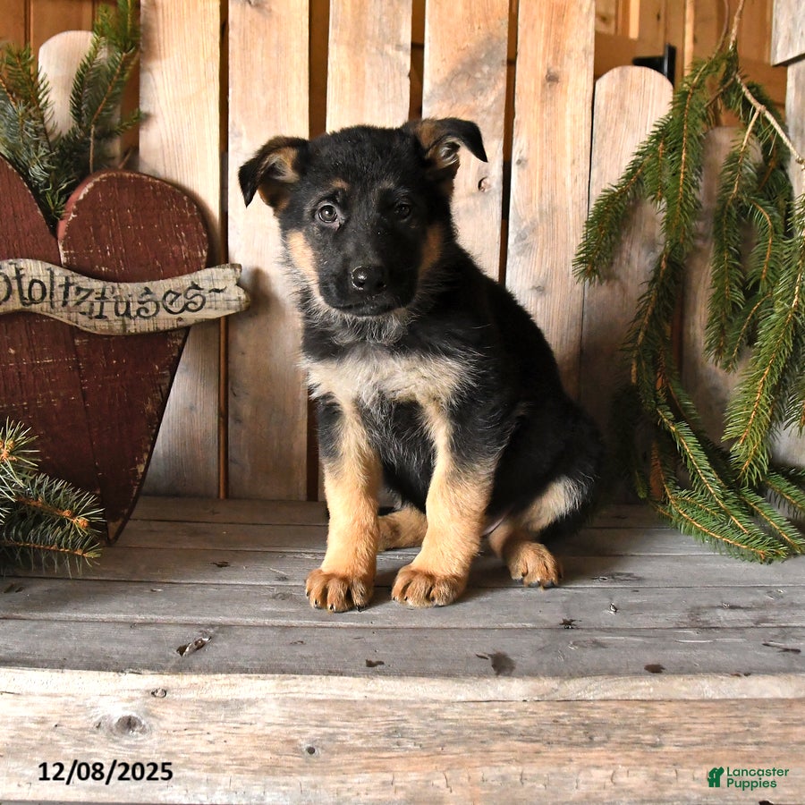 German Shepherd dogs Sofia - Ad 28
