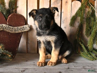 German Shepherd dogs Sofia - Ad 10