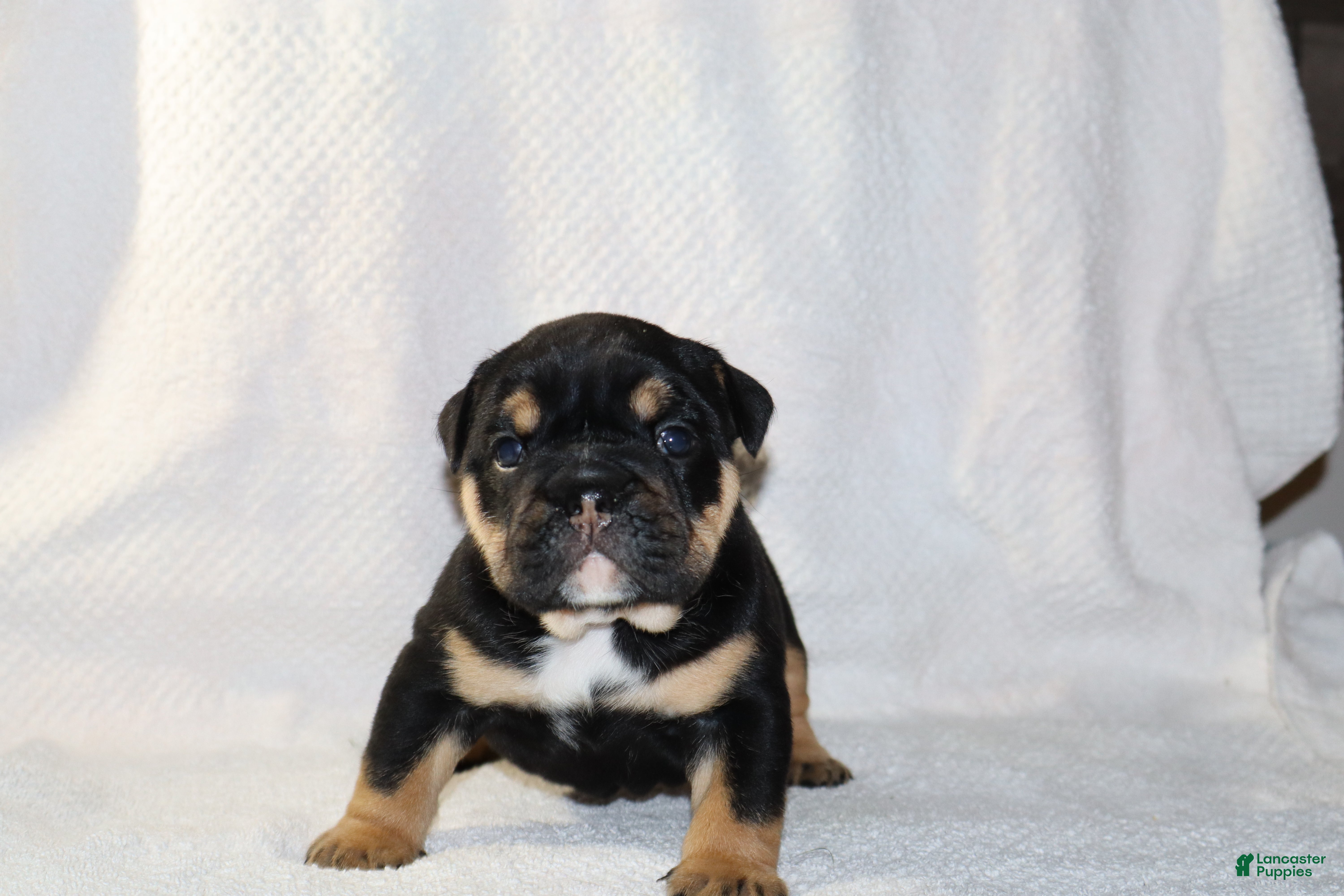 English Bulldog dogs Marla - Ad 2