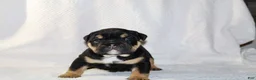 English Bulldog dogs for sale: Marla - Ad 2