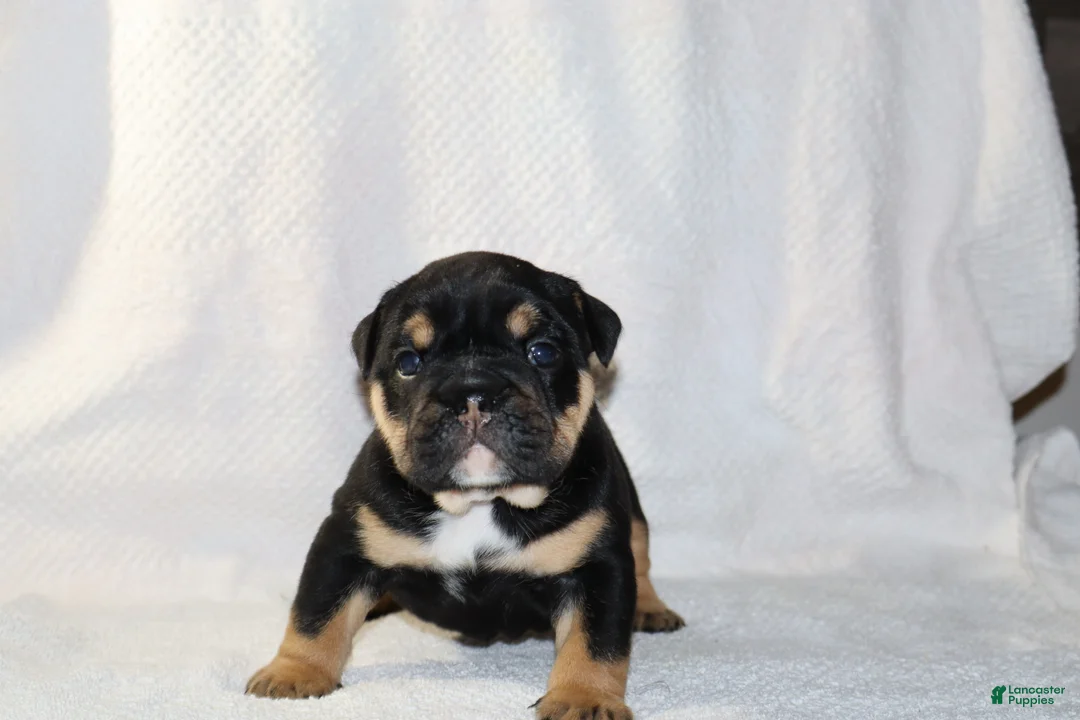English Bulldog dogs for sale: Marla - Ad 2