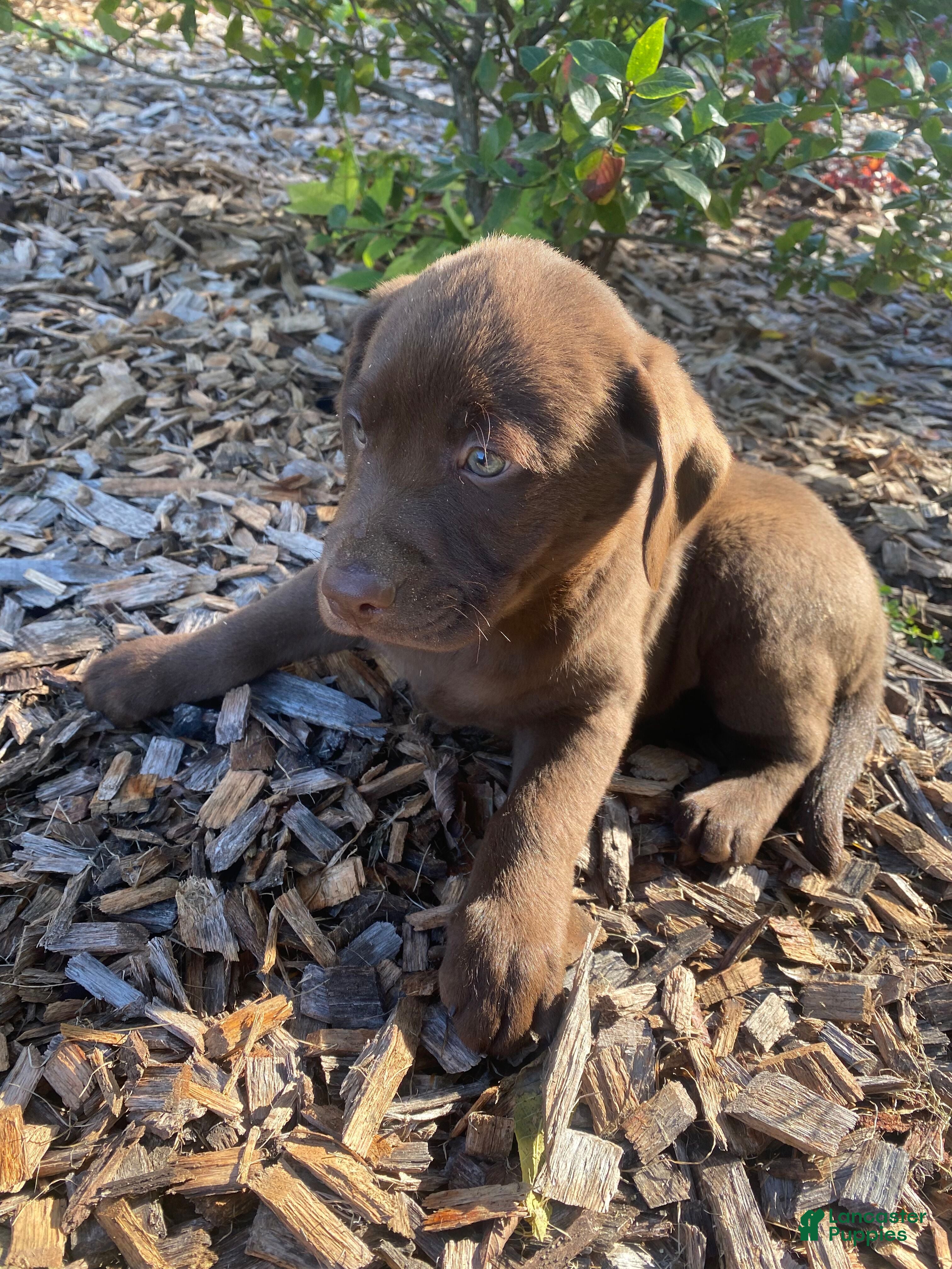 Labrador Retriever dogs Max - Ad 1