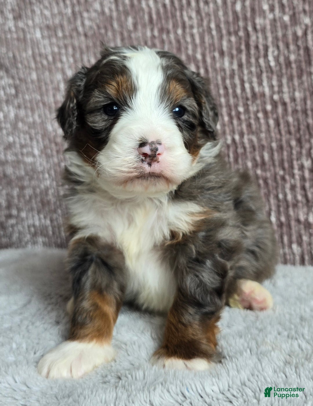 Mini Bernedoodle dogs for sale: Mini Ollie - Ad 7