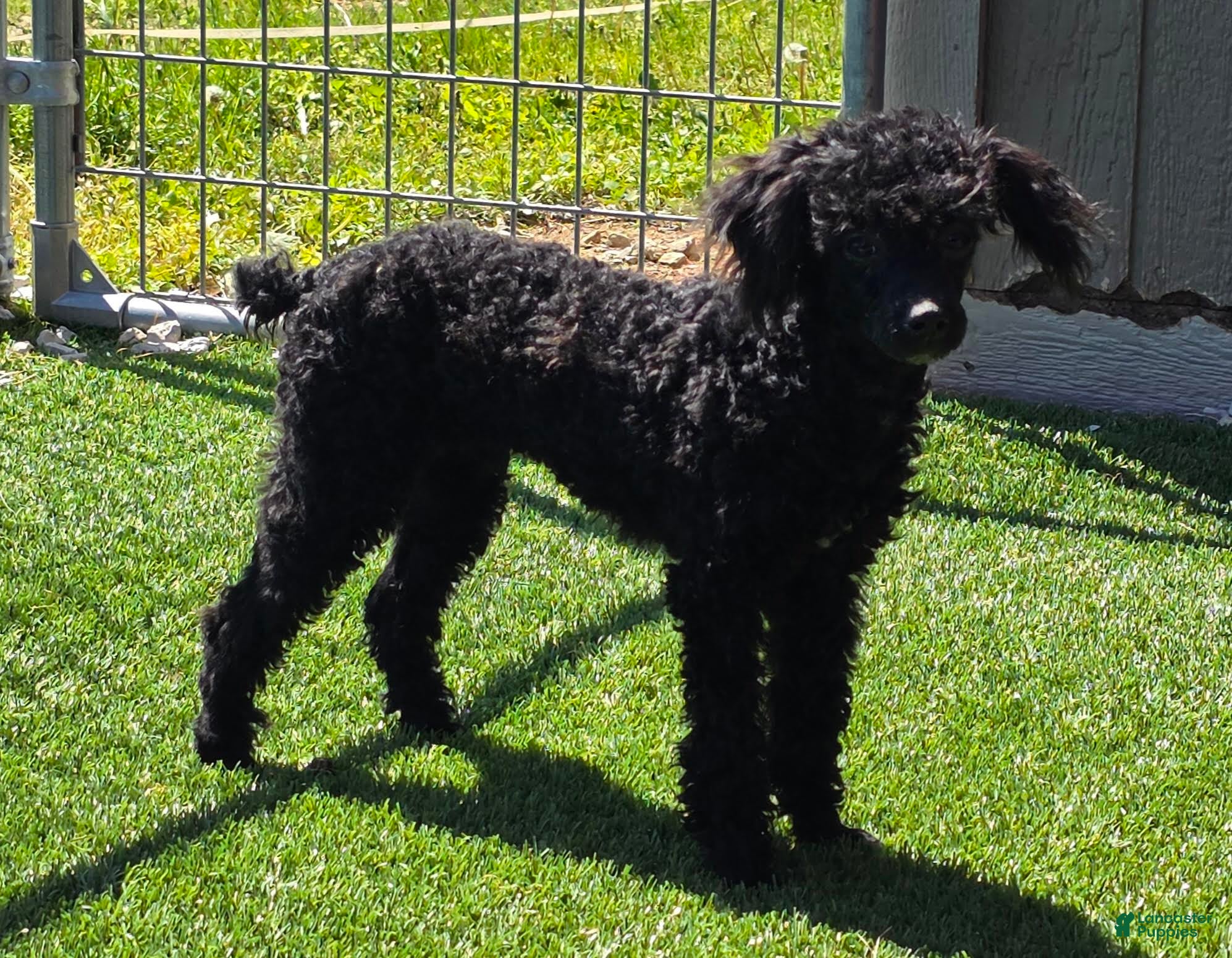 Mixed Breed dogs Dixon - Ad 2