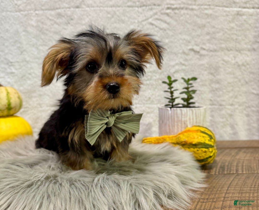 Yorkshire Terrier dogs for sale: Koby - Ad 1