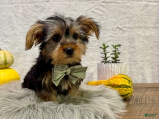 Yorkshire Terrier dogs Koby - Ad 1