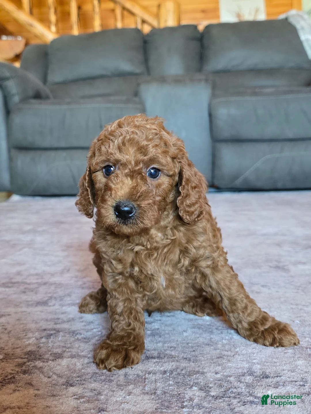 Miniature Poodle dogs for sale: Mini Lincoln - Ad 12