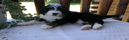 Mini Bernedoodle dogs for sale: Brayden - Ad 4