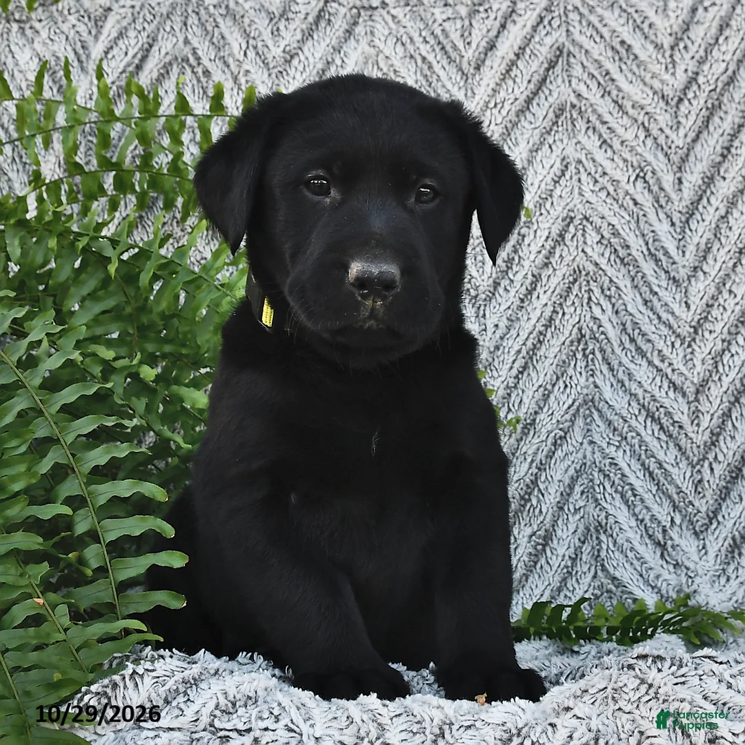 Labrador Retriever dogs for sale: Terry  - Ad 2