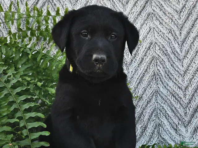Labrador Retriever dogs for sale: Terry - Ad 2