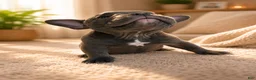 American Bully dogs for sale: Haze - Ad 2