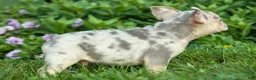 French Bulldog dogs for sale: Spencer 🐾 - Ad 10