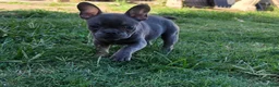French Bulldog dogs for sale: French Bulldog 1 - Ad 4