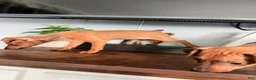 Miniature Pinscher dogs for sale: Miniature Pinscher 3 - Ad 2