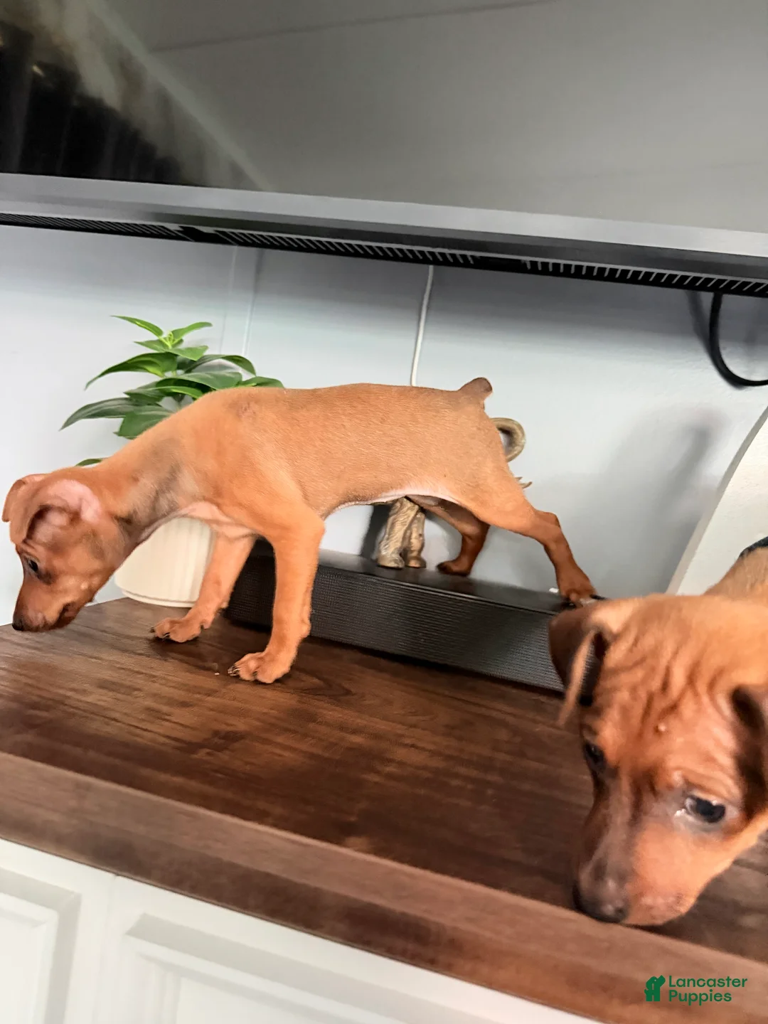 Miniature Pinscher dogs for sale: Miniature Pinscher 3 - Ad 2