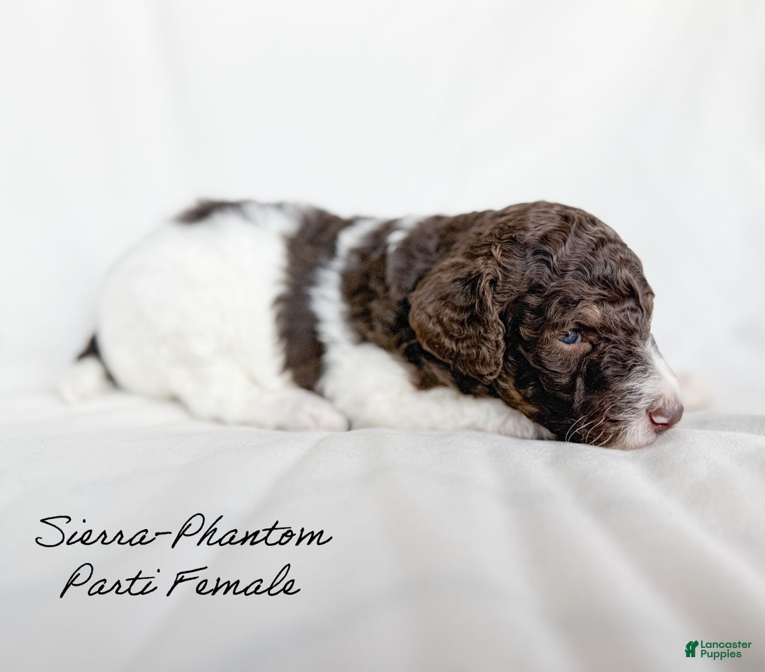 Standard Poodle dogs for sale: Sierra  - Ad 1