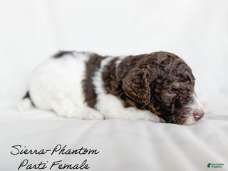 Standard Poodle dogs Sierra - Ad 34