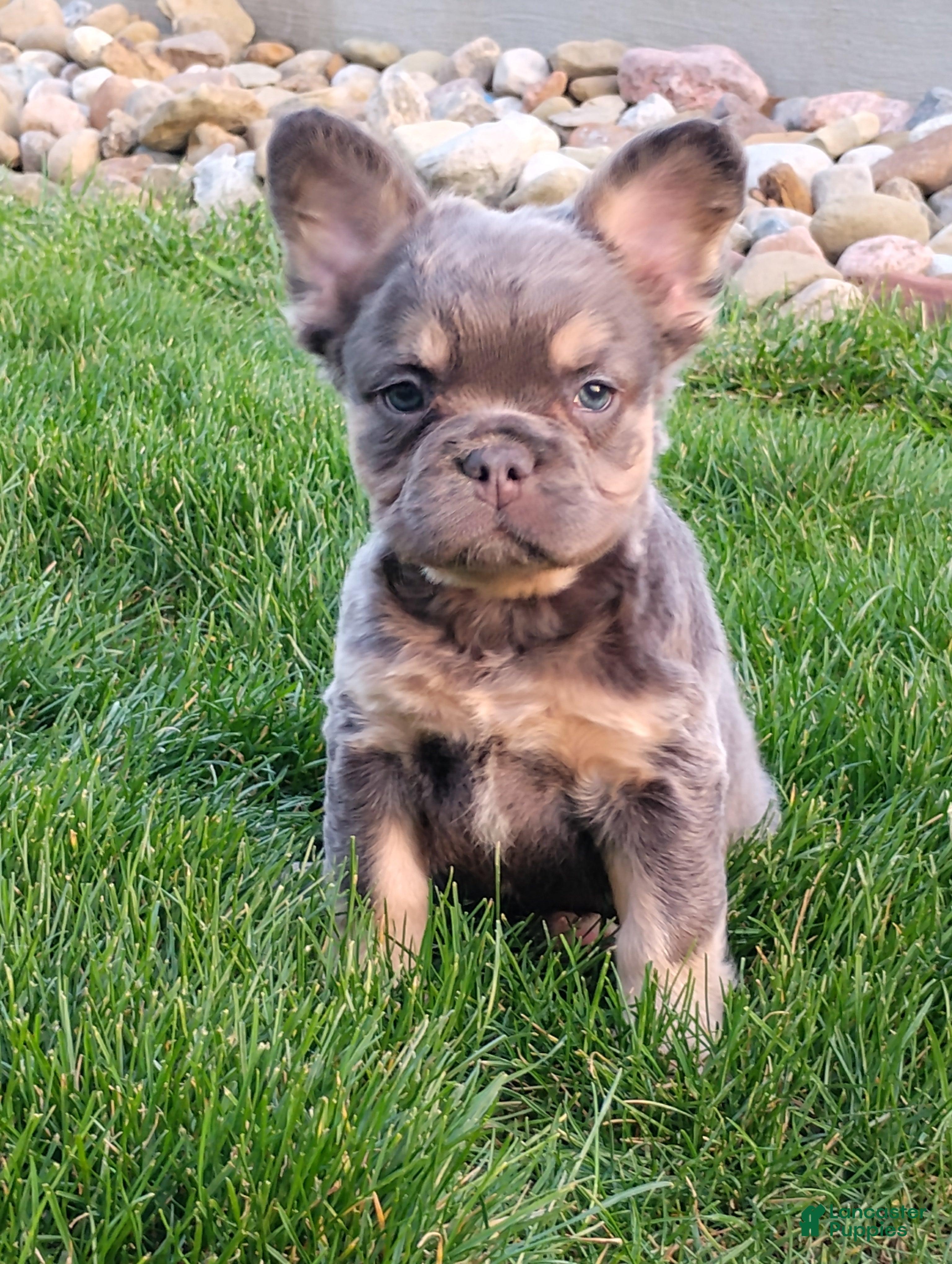 French Bulldog dogs Emma - Ad 1