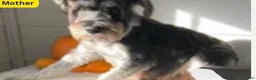 Miniature Schnauzer dogs for sale: Sadie - Ad 9