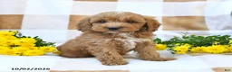 Cockapoo dogs for sale: Mason - Ad 4