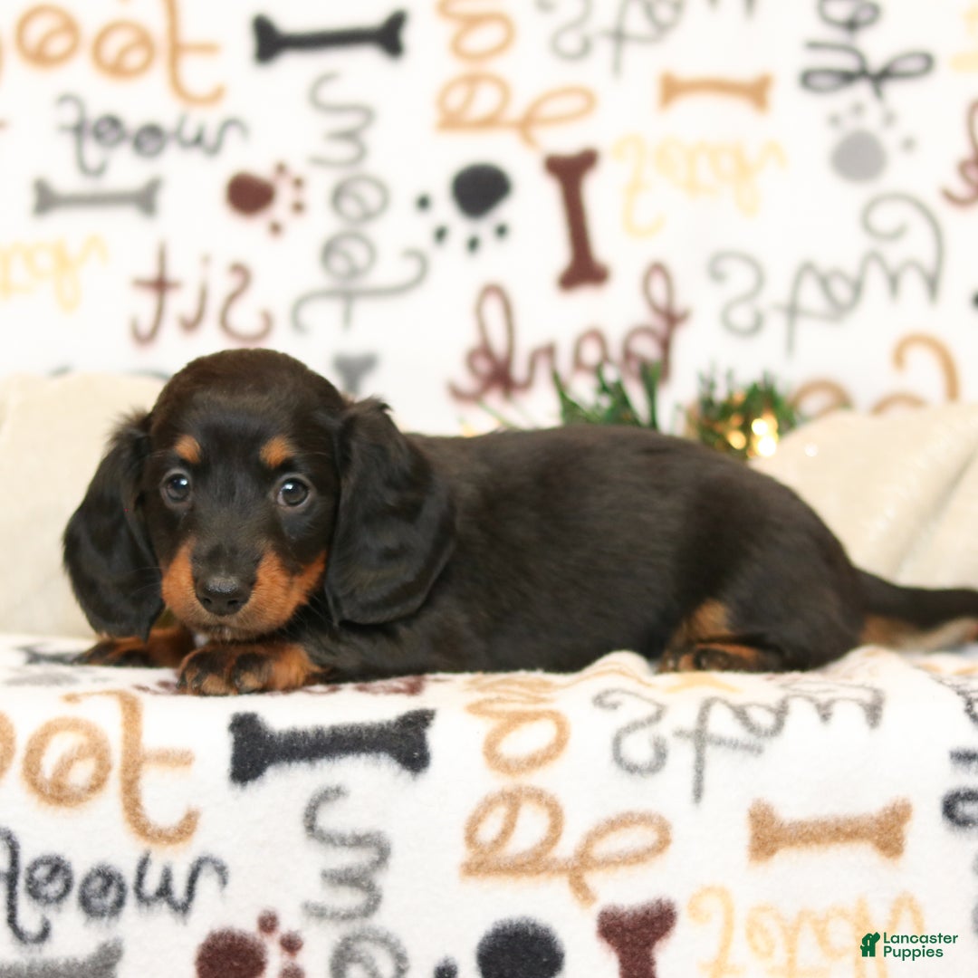 Miniature Dachshund dogs for sale: janelle - Ad 3