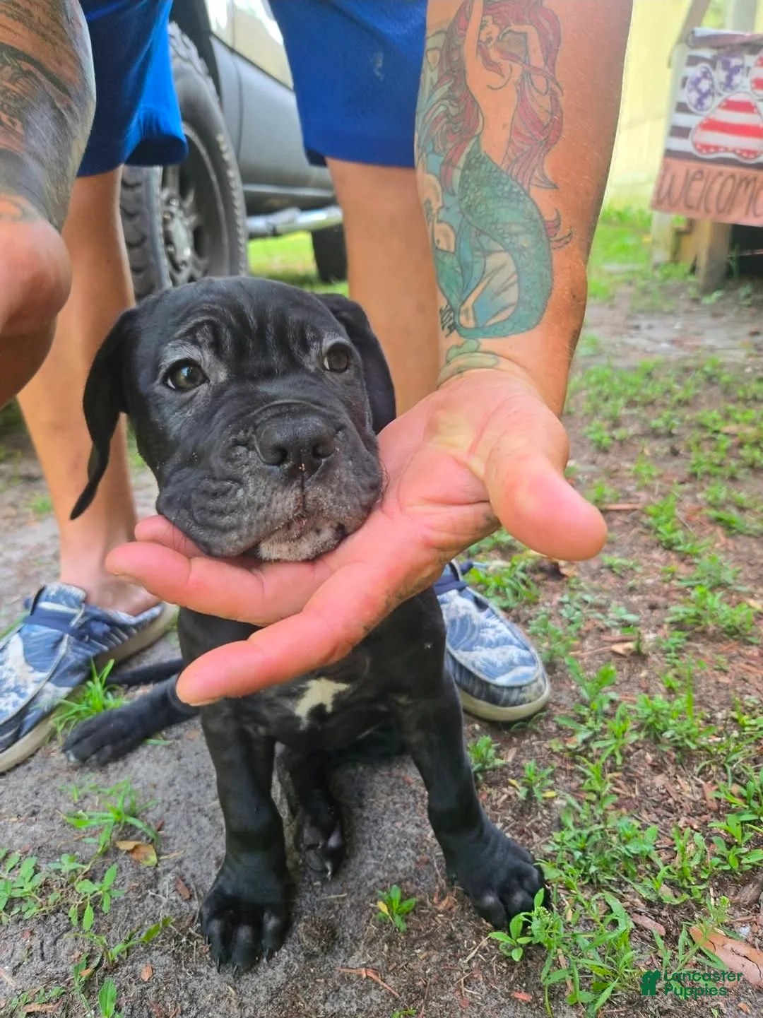 Cane Corso dogs for sale: Cane Corso 4 - Ad 2