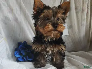 Yorkshire Terrier dogs for sale: Charlie - Ad 4