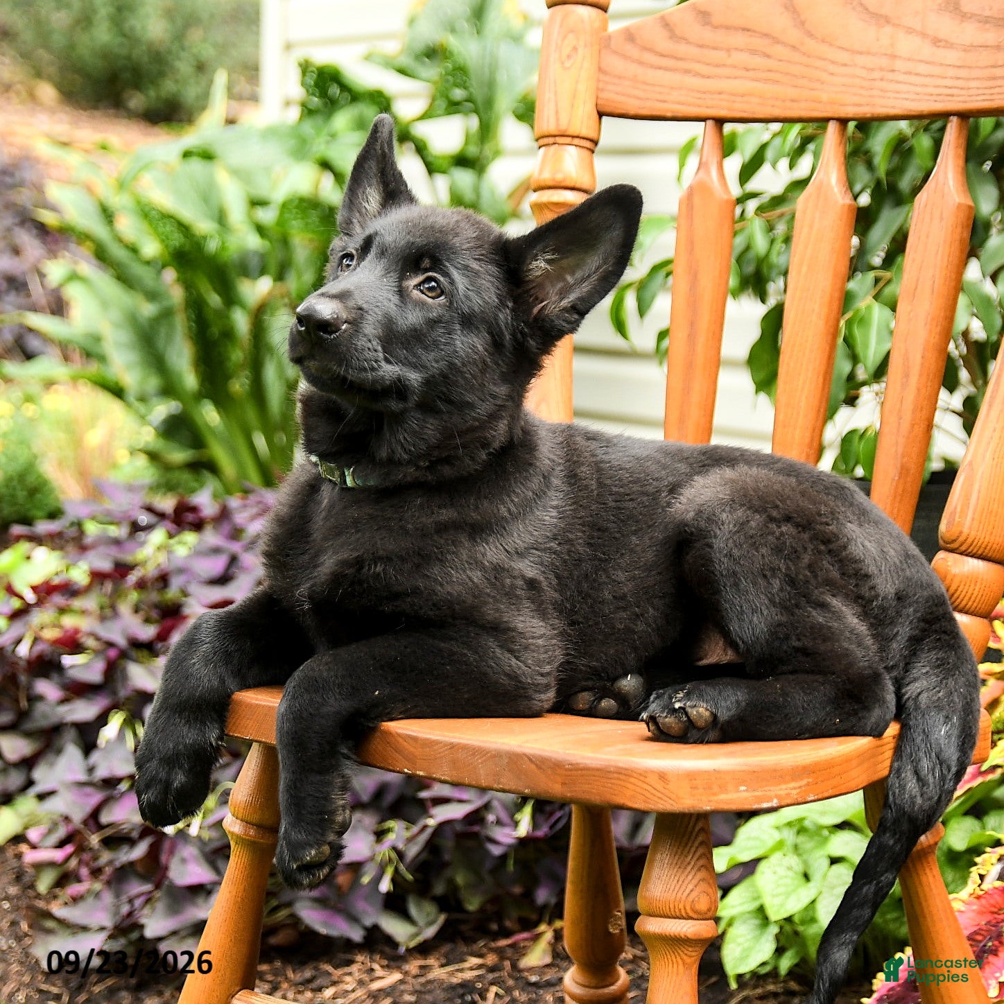 German Shepherd dogs Adler - Ad 2