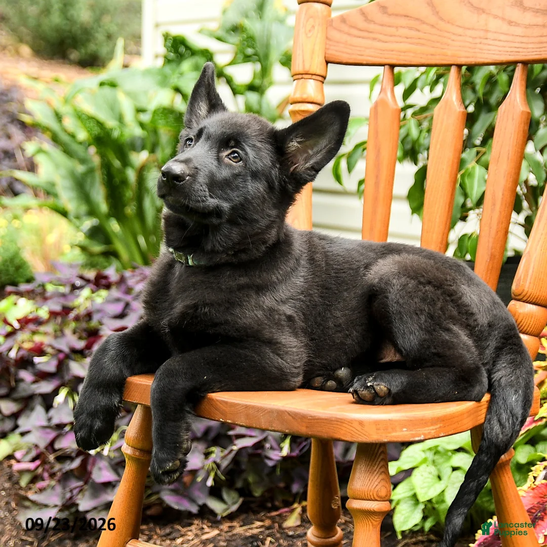 German Shepherd dogs for sale: Adler - Ad 2