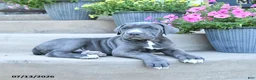 Cane Corso dogs for sale: Rolo - Ad 2