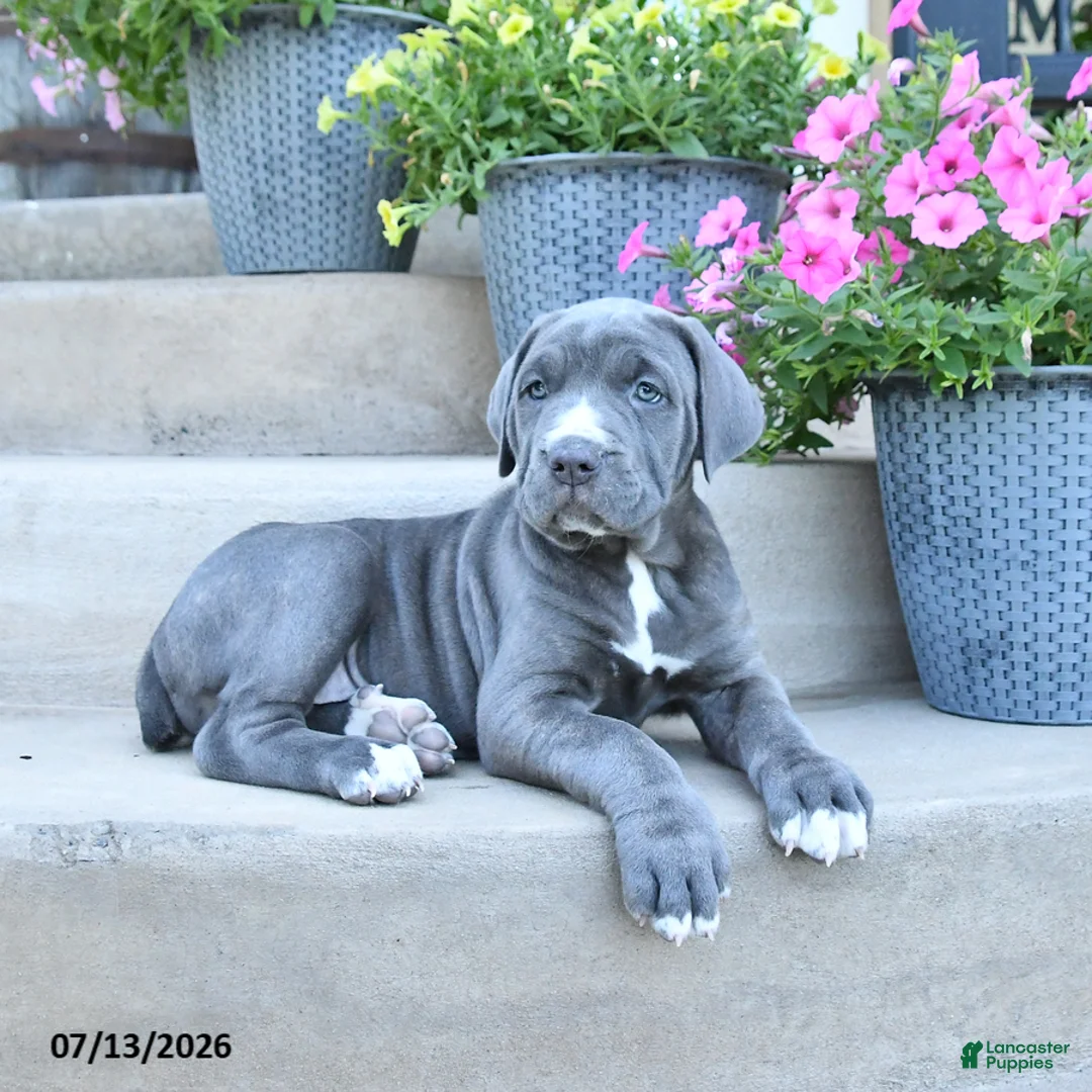 Cane Corso dogs for sale: Rolo - Ad 2
