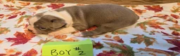 Boston Terrier dogs for sale: Boston Terrier 2 - Ad 7