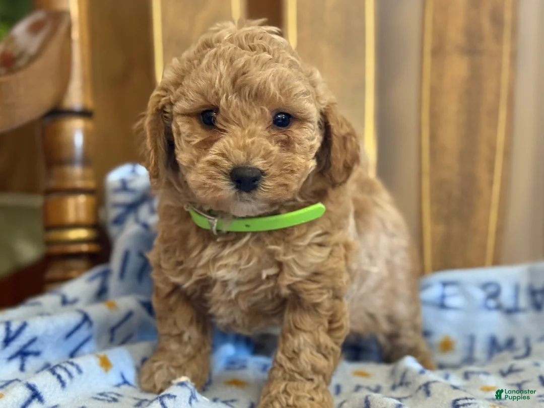 Bichpoo dogs for sale: Bess - Ad 1