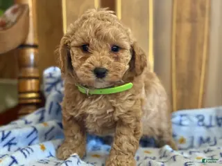 Bichpoo dogs Bess - Ad 8