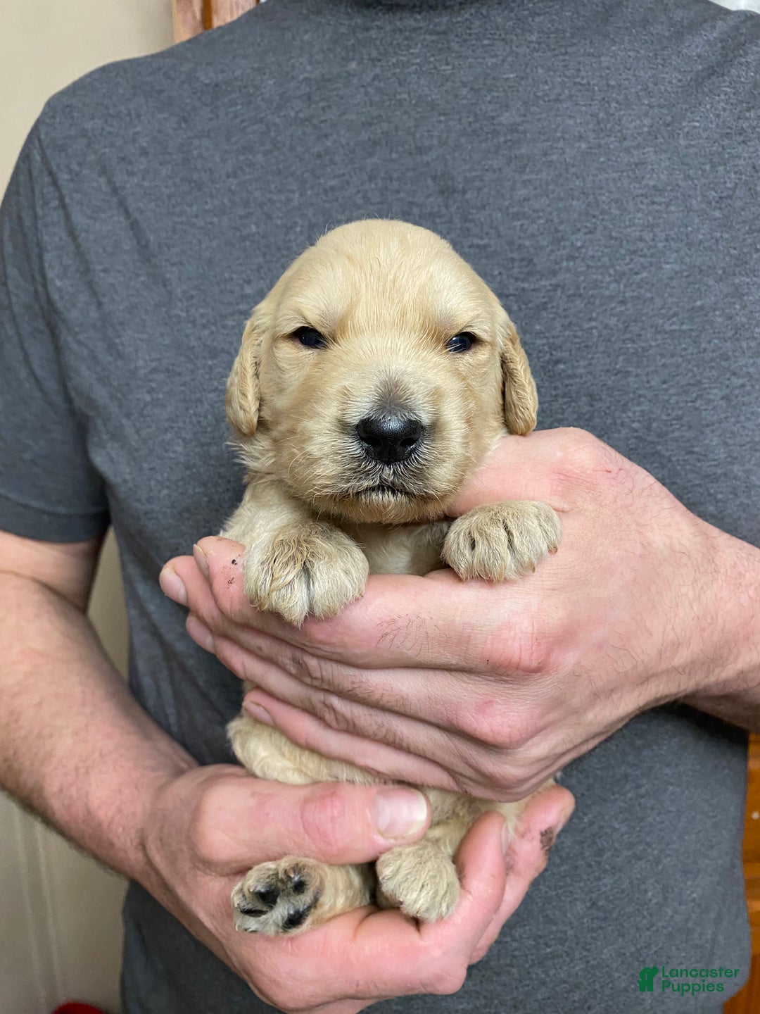 Goldendoodle dogs for sale: Goldendoodle Puppy 3 - Ad 1