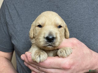 Goldendoodle dogs Goldendoodle Puppy 3 - Ad 28