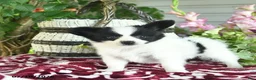 Papillon dogs for sale: Oscar  - Ad 4