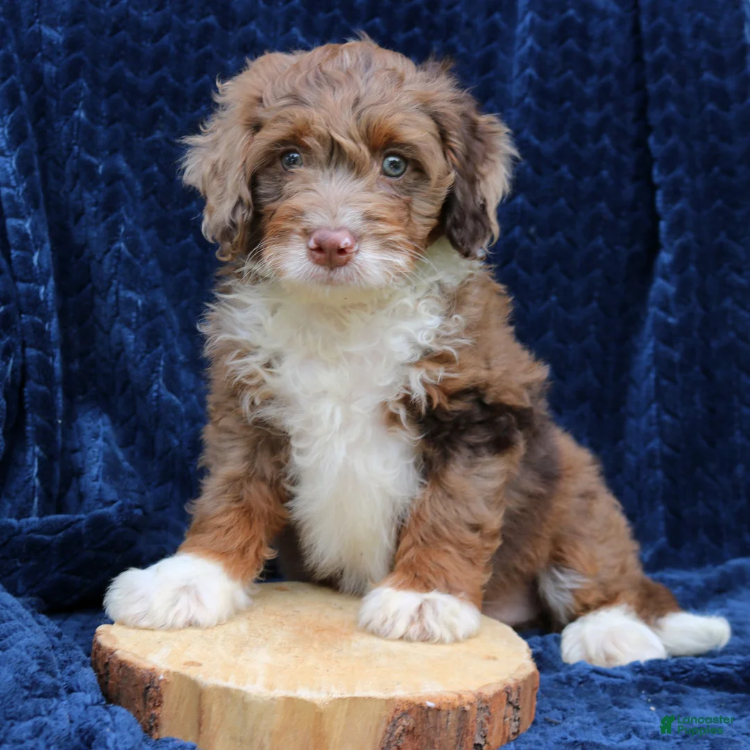 Mini Bernedoodle dogs for sale: Dexter  - Ad 1