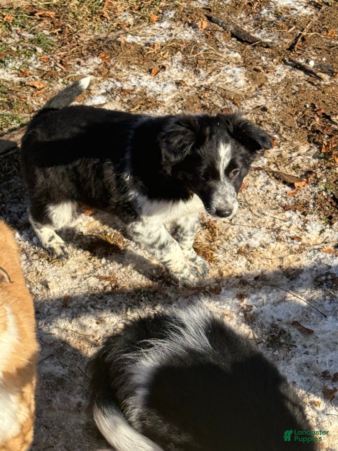 Mixed Breed dogs for sale: Mixed Breed Puppy 4 - Ad 3