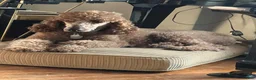 Irish Doodle dogs for sale: Rosie - Ad 5