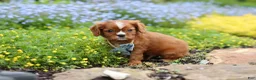 Cavalier King Charles Spaniel dogs for sale: Mr. Bentley - Ad 7