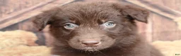 Australian Shepherd dogs for sale: Bear - Ad 4