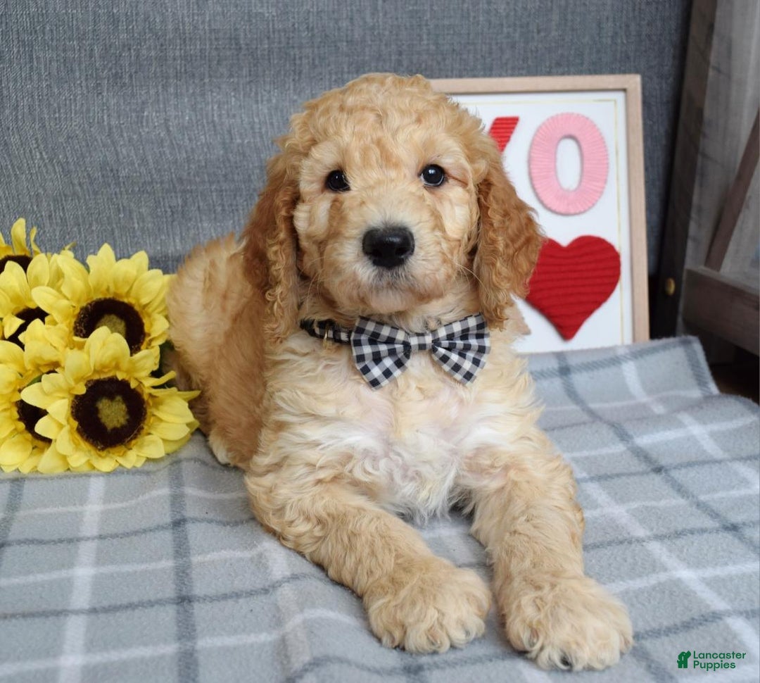 Standard Poodle dogs for sale: Chester  - Ad 4