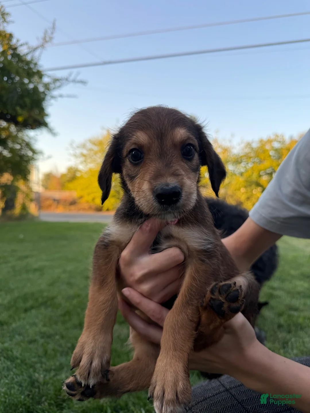 Mixed Breed dogs for sale: Doberdoodle 1 - Ad 2