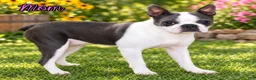 Boston Terrier dogs for sale: Crystal Female Boston Terrier - Ad 13
