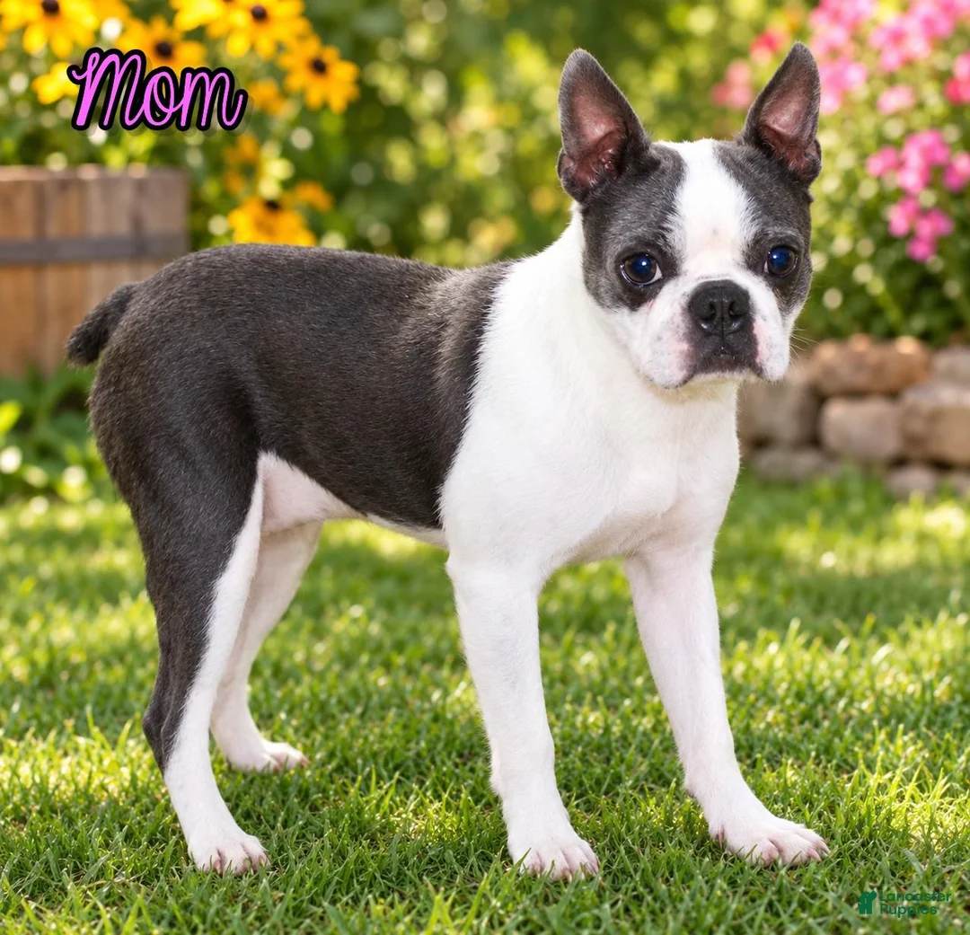 Boston Terrier dogs for sale: Crystal Female Boston Terrier - Ad 13